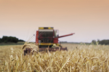 Засуха может резко снизить урожай пшеницы в Молдавии